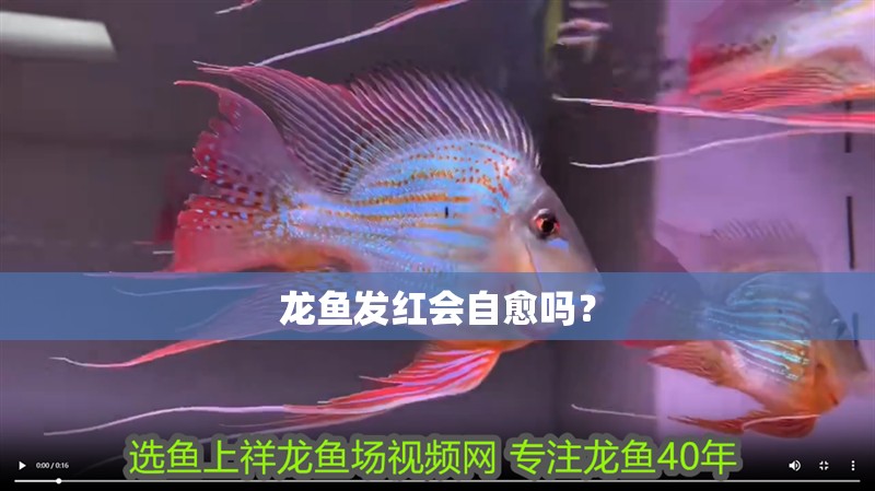 龍魚發紅會自愈嗎？ 龍魚發紅會自愈嗎？ 龍魚百科