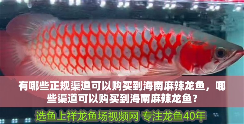 有哪些正規渠道可以購買到海南麻辣龍魚，哪些渠道可以購買到海南麻辣龍魚？