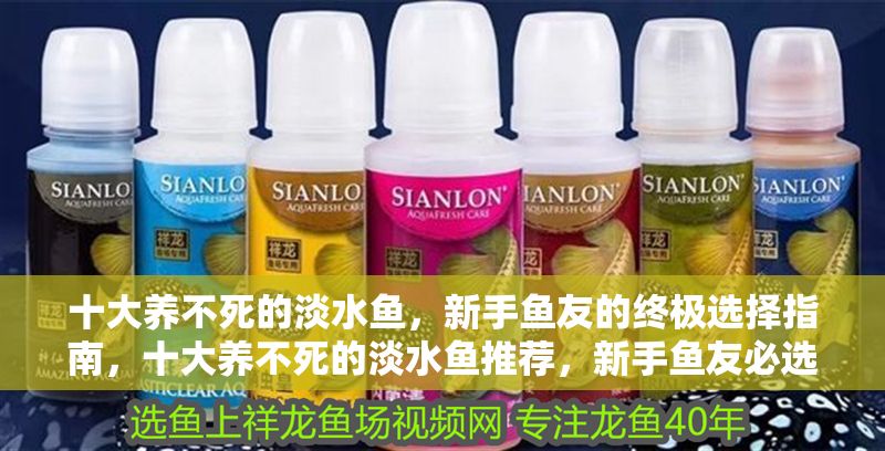 十大養(yǎng)不死的淡水魚，新手魚友的終極選擇指南，十大養(yǎng)不死的淡水魚推薦，新手魚友必選指南