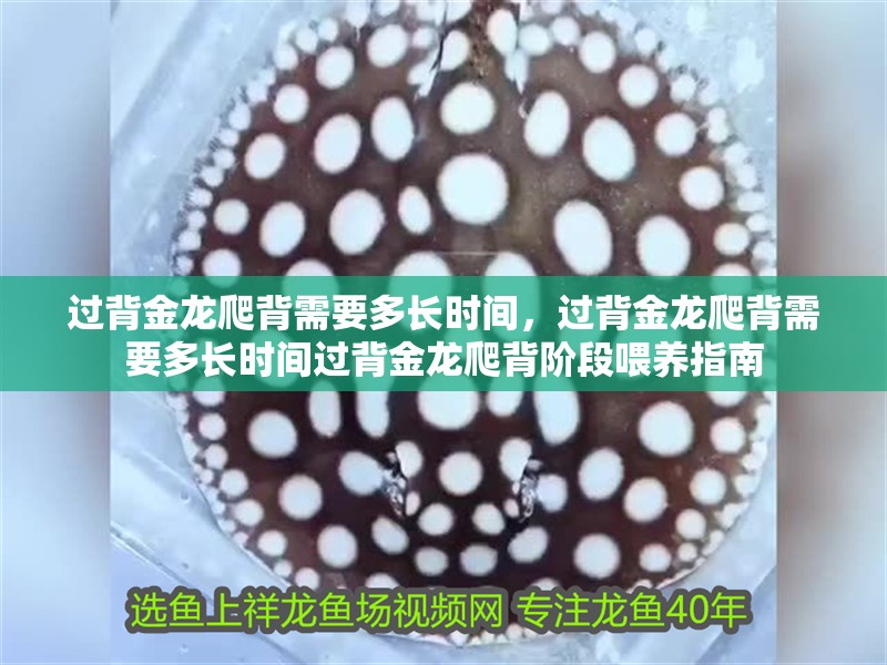 過背金龍爬背需要多長時間，過背金龍爬背需要多長時間過背金龍爬背階段喂養指南