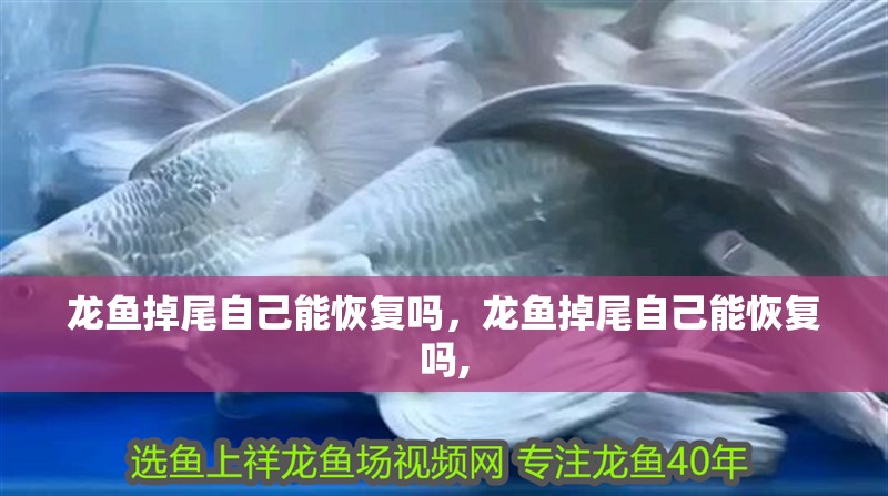 龍魚掉尾自己能恢復嗎，龍魚掉尾自己能恢復嗎, 龍魚掉尾自己能恢復嗎，龍魚掉尾自己能恢復嗎, 龍魚百科