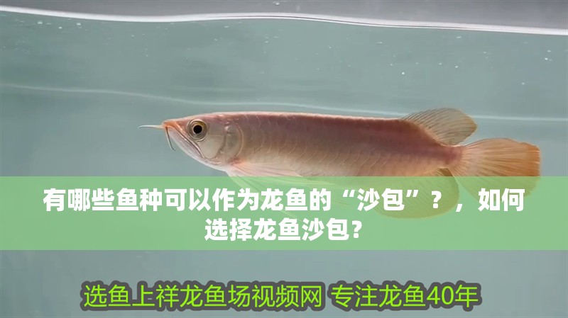 有哪些魚種可以作為龍魚的“沙包”？，如何選擇龍魚沙包？