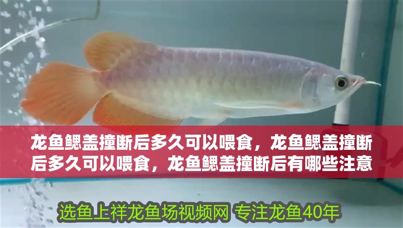 龍魚鰓蓋撞斷后多久可以喂食，龍魚鰓蓋撞斷后多久可以喂食，龍魚鰓蓋撞斷后有哪些注意事項？