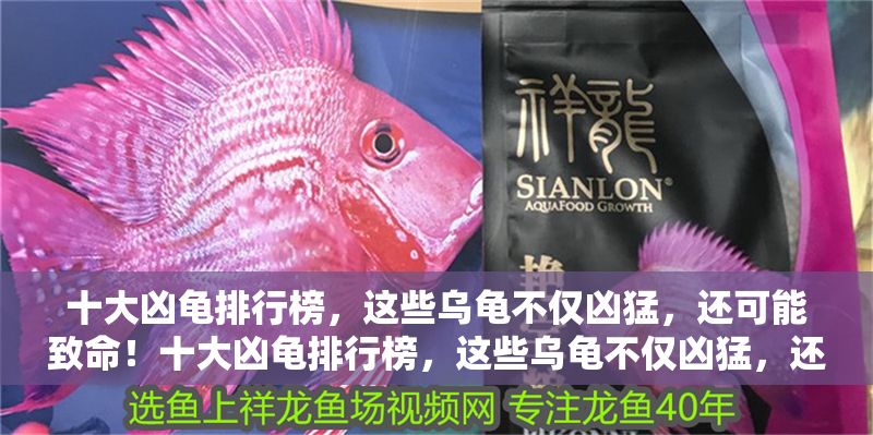 十大兇龜排行榜，這些烏龜不僅兇猛，還可能致命！十大兇龜排行榜，這些烏龜不僅兇猛，還可能致命！