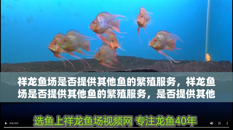 祥龍魚場是否提供其他魚的繁殖服務，祥龍魚場是否提供其他魚的繁殖服務，是否提供其他魚的繁殖服務