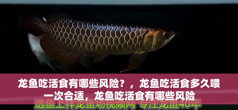 龍魚吃活食有哪些風(fēng)險(xiǎn)？，龍魚吃活食多久喂一次合適，龍魚吃活食有哪些風(fēng)險(xiǎn)