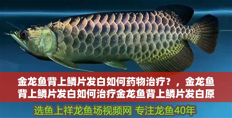 金龍魚背上鱗片發白如何藥物治療？，金龍魚背上鱗片發白如何治療金龍魚背上鱗片發白原因 金龍魚背上鱗片發白如何藥物治療？，金龍魚背上鱗片發白如何治療金龍魚背上鱗片發白原因 龍魚百科