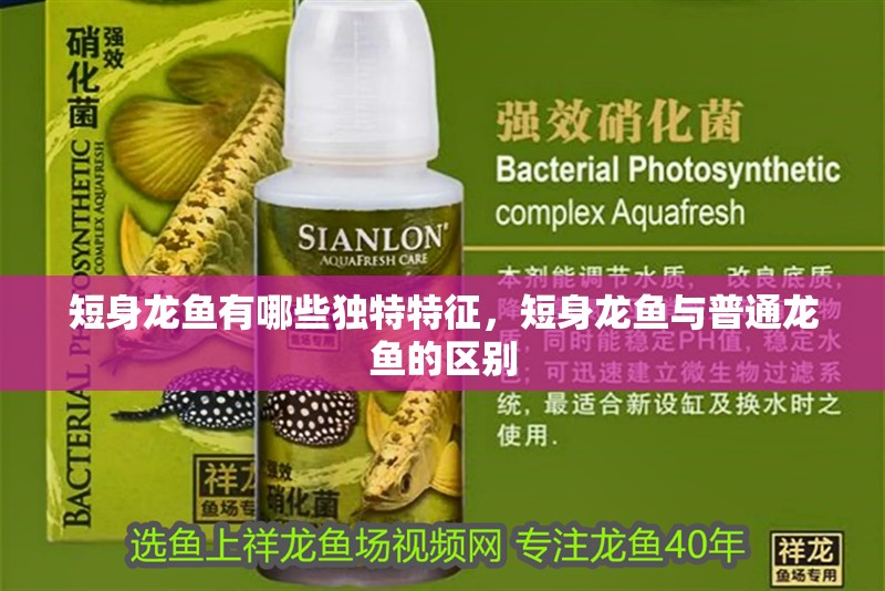 短身龍魚有哪些獨特特征，短身龍魚與普通龍魚的區(qū)別