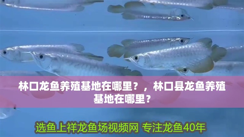 林口龍魚養殖基地在哪里？，林口縣龍魚養殖基地在哪里？