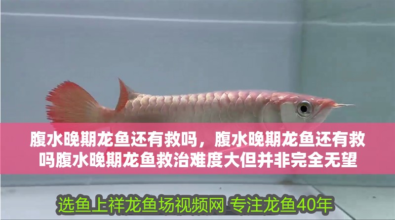 腹水晚期龍魚還有救嗎，腹水晚期龍魚還有救嗎腹水晚期龍魚救治難度大但并非完全無望