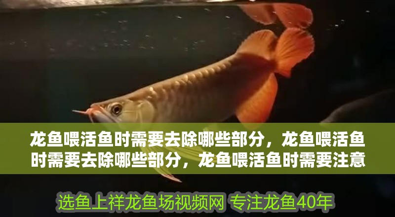龍魚喂活魚時需要去除哪些部分，龍魚喂活魚時需要去除哪些部分，龍魚喂活魚時需要注意哪些部分