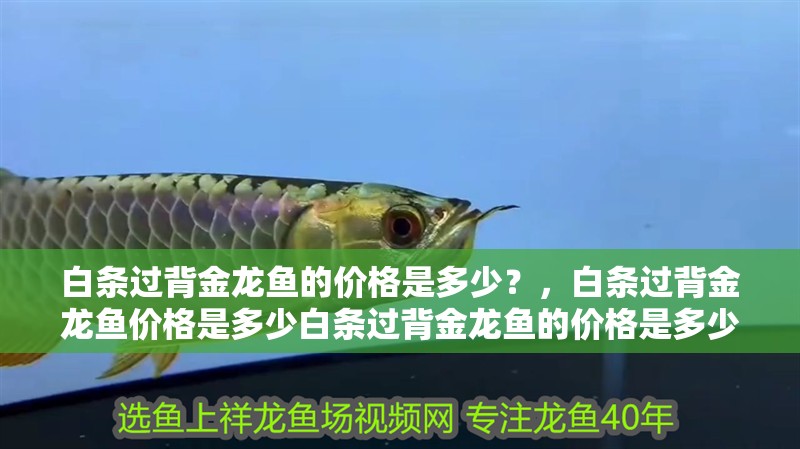 白條過背金龍魚的價格是多少？，白條過背金龍魚價格是多少白條過背金龍魚的價格是多少 白條過背金龍魚的價格是多少？，白條過背金龍魚價格是多少白條過背金龍魚的價格是多少 龍魚百科