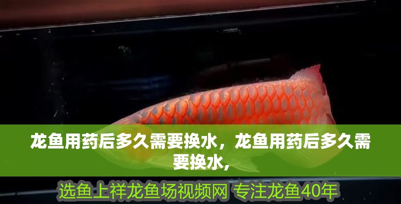 龍魚用藥后多久需要換水，龍魚用藥后多久需要換水,
