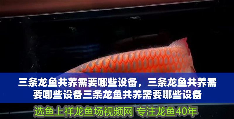 三條龍魚共養需要哪些設備，三條龍魚共養需要哪些設備三條龍魚共養需要哪些設備