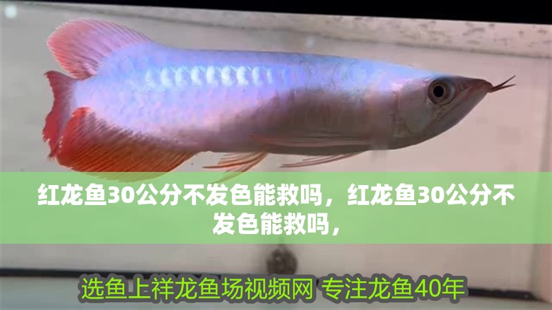 紅龍魚30公分不發色能救嗎，紅龍魚30公分不發色能救嗎，