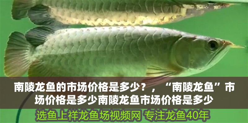 南陵龍魚的市場價格是多少？，“南陵龍魚”市場價格是多少南陵龍魚市場價格是多少
