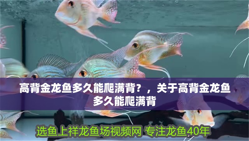 高背金龍魚多久能爬滿背？，關于高背金龍魚多久能爬滿背