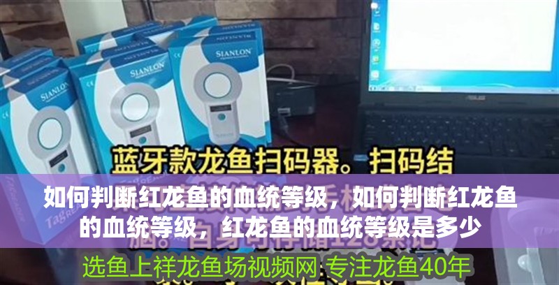如何判斷紅龍魚的血統等級，如何判斷紅龍魚的血統等級，紅龍魚的血統等級是多少 如何判斷紅龍魚的血統等級，如何判斷紅龍魚的血統等級，紅龍魚的血統等級是多少 龍魚百科