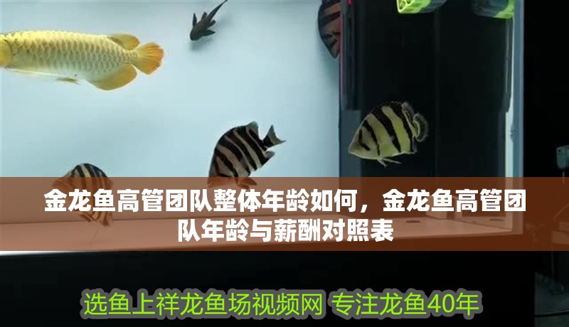 金龍魚高管團隊整體年齡如何，金龍魚高管團隊年齡與薪酬對照表