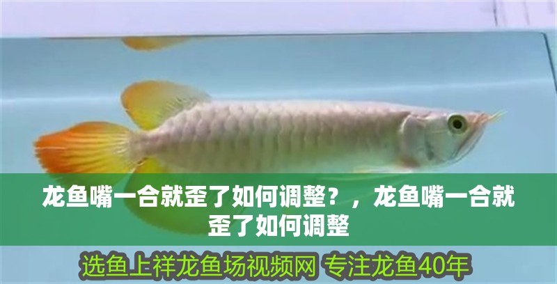 龍魚嘴一合就歪了如何調整？，龍魚嘴一合就歪了如何調整