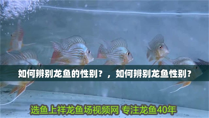 龍魚干蝦有營養嗎 如何辨別龍魚的性別?,如何辨別龍魚性別? 龍魚百科 如何辨別龍魚的性別?,如何辨別龍魚性別? 如何辨別龍魚的性別?,如何辨別龍魚性別? 龍魚百科