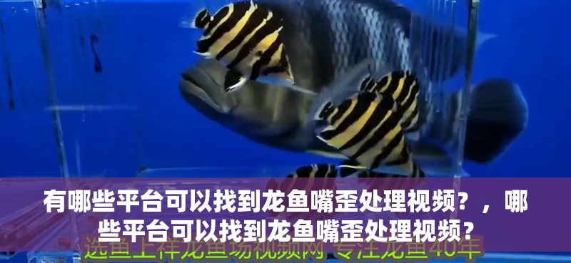 印度尼西亞紅龍魚價(jià)格 有哪些平臺(tái)可以找到龍魚嘴歪處理視頻?,哪些平臺(tái)可以找到龍魚嘴歪處理視頻? 龍魚百科 有哪些平臺(tái)可以找到龍魚嘴歪處理視頻?,哪些平臺(tái)可以找到龍魚嘴歪處理視頻? 有哪些平臺(tái)可以找到龍魚嘴歪處理視頻?,哪些平臺(tái)可以找到龍魚嘴歪處理視頻? 龍魚百科