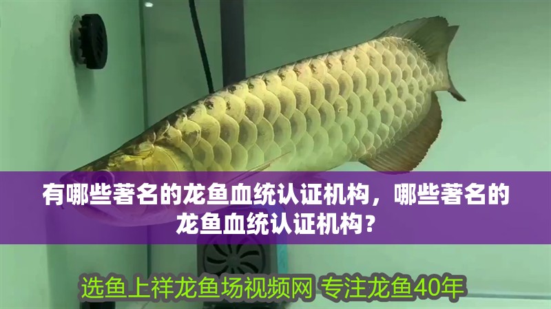 有哪些著名的龍魚血統認證機構，哪些著名的龍魚血統認證機構？ 有哪些著名的龍魚血統認證機構，哪些著名的龍魚血統認證機構？ 龍魚百科