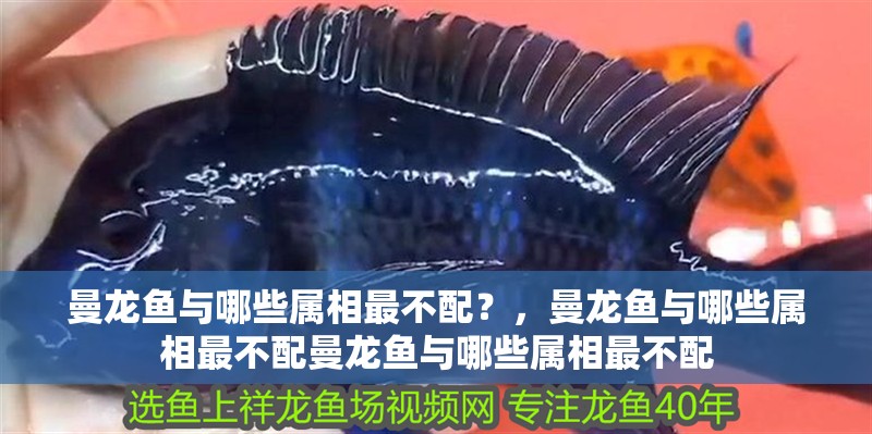 曼龍魚與哪些屬相最不配？，曼龍魚與哪些屬相最不配曼龍魚與哪些屬相最不配