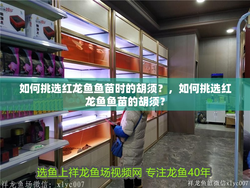 新到家的小虎魚 如何挑選紅龍魚魚苗時的胡須?,如何挑選紅龍魚魚苗的胡須? 龍魚百科 如何挑選紅龍魚魚苗時的胡須?,如何挑選紅龍魚魚苗的胡須? 如何挑選紅龍魚魚苗時的胡須?,如何挑選紅龍魚魚苗的胡須? 龍魚百科