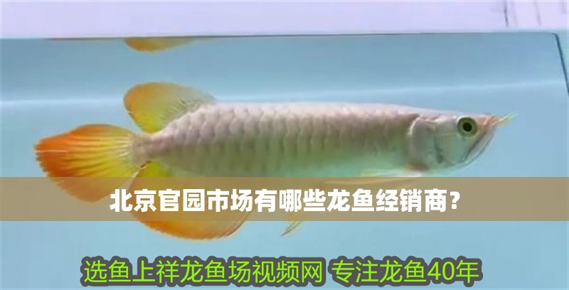 北京官園市場有哪些龍魚經銷商？