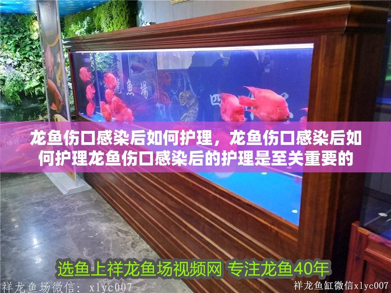 龍魚傷口感染后如何護理，龍魚傷口感染后如何護理龍魚傷口感染后的護理是至關重要的