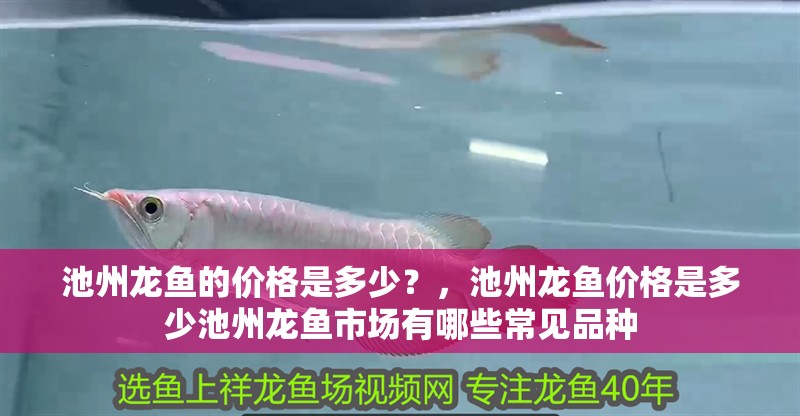 池州龍魚的價格是多少？，池州龍魚價格是多少池州龍魚市場有哪些常見品種 池州龍魚的價格是多少？，池州龍魚價格是多少池州龍魚市場有哪些常見品種 龍魚百科