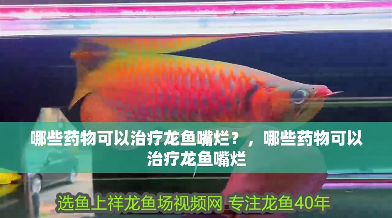 哪些藥物可以治療龍魚嘴爛？，哪些藥物可以治療龍魚嘴爛