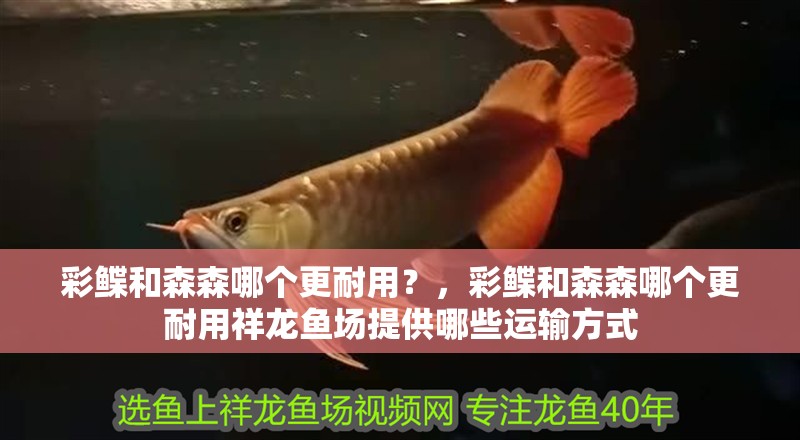 彩鰈和森森哪個更耐用？，彩鰈和森森哪個更耐用祥龍魚場提供哪些運輸方式