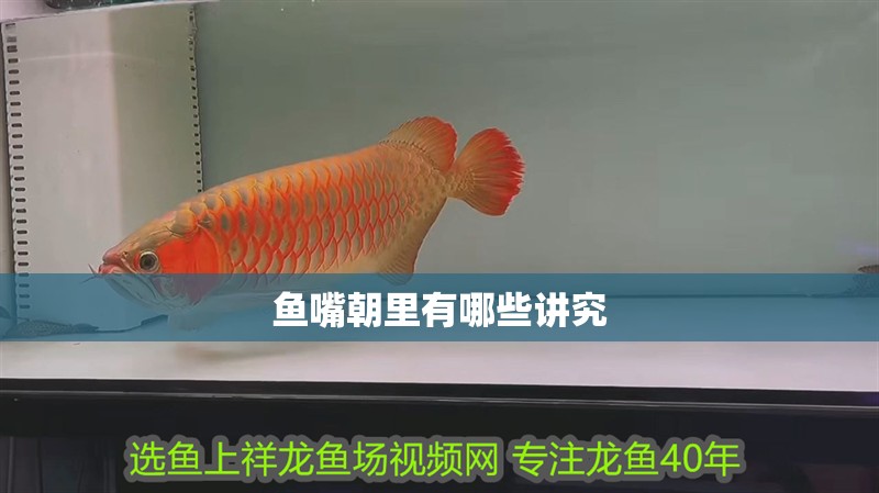 魚(yú)嘴朝里有哪些講究