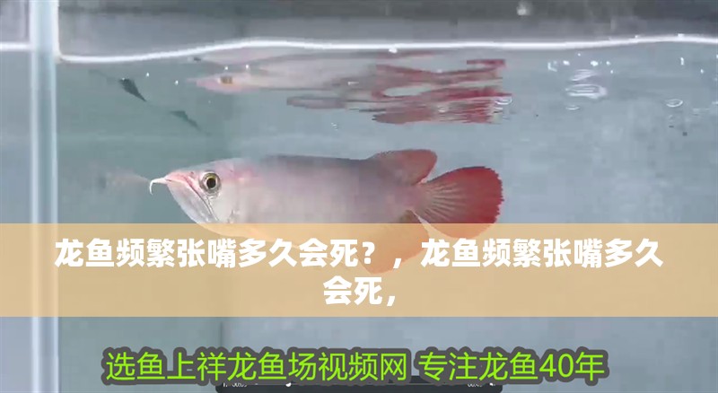 龍魚頻繁張嘴多久會死？，龍魚頻繁張嘴多久會死，
