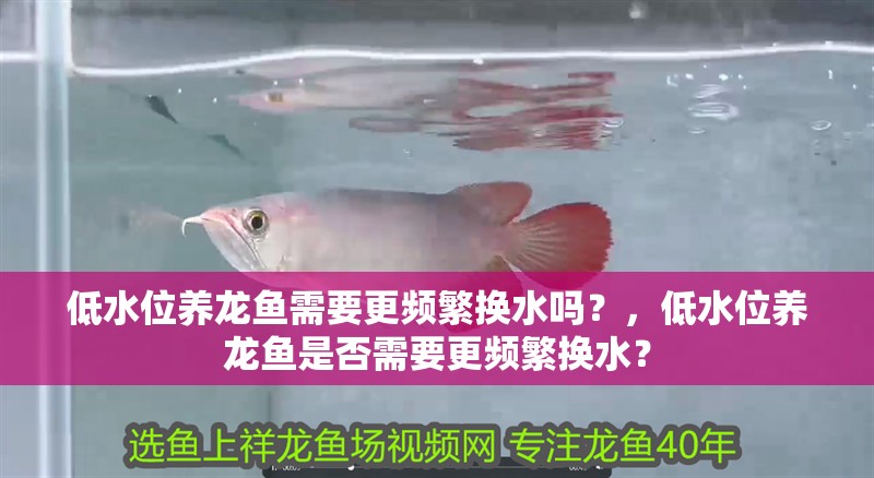 低水位養龍魚需要更頻繁換水嗎？，低水位養龍魚是否需要更頻繁換水？