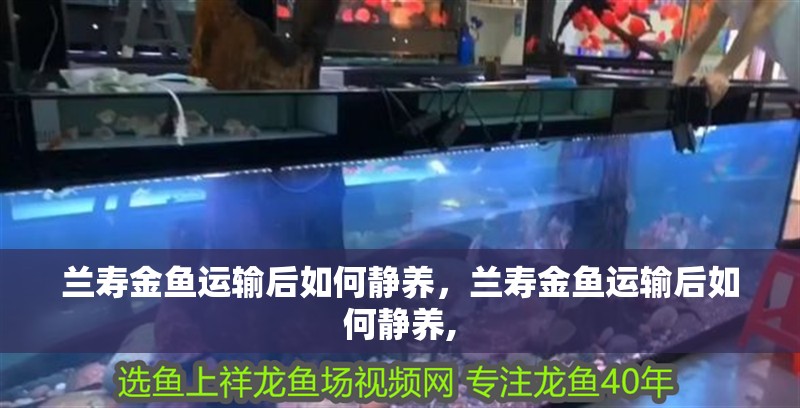蘭壽金魚運輸后如何靜養，蘭壽金魚運輸后如何靜養,