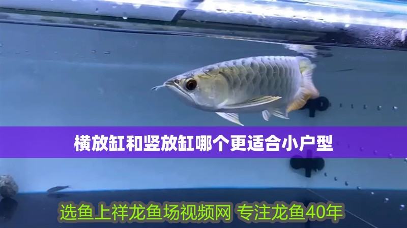 紅龍魚用黃燈烤有用嗎 橫放缸和豎放缸哪個更適合小戶型 龍魚百科 橫放缸和豎放缸哪個更適合小戶型 橫放缸和豎放缸哪個更適合小戶型 龍魚百科