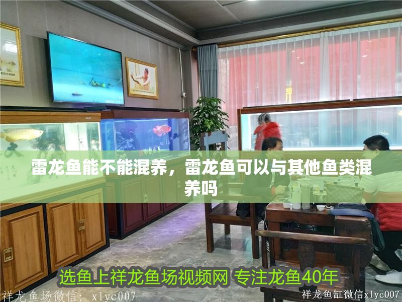 雷龍魚能不能混養，雷龍魚可以與其他魚類混養嗎