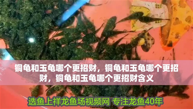 銅龜和玉龜哪個更招財，銅龜和玉龜哪個更招財，銅龜和玉龜哪個更招財含義