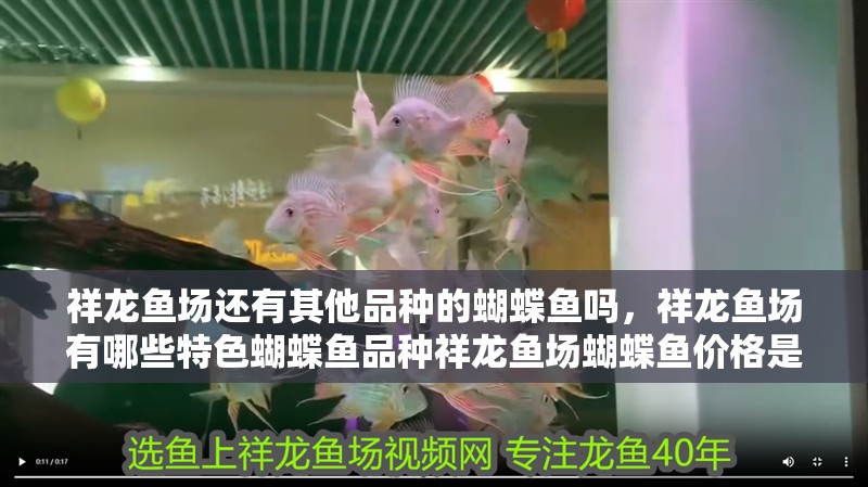 龍魚怕什么 祥龍魚場還有其他品種的蝴蝶魚嗎,祥龍魚場有哪些特色蝴蝶魚品種祥龍魚場蝴蝶魚價格是多少 龍魚百科 祥龍魚場還有其他品種的蝴蝶魚嗎,祥龍魚場有哪些特色蝴蝶魚品種祥龍魚場蝴蝶魚價格是多少 祥龍魚場還有其他品種的蝴蝶魚嗎,祥龍魚場有哪些特色蝴蝶魚品種祥龍魚場蝴蝶魚價格是多少 龍魚百科
