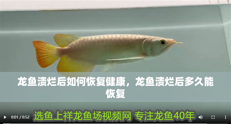 龍魚潰爛后如何恢復健康，龍魚潰爛后多久能恢復