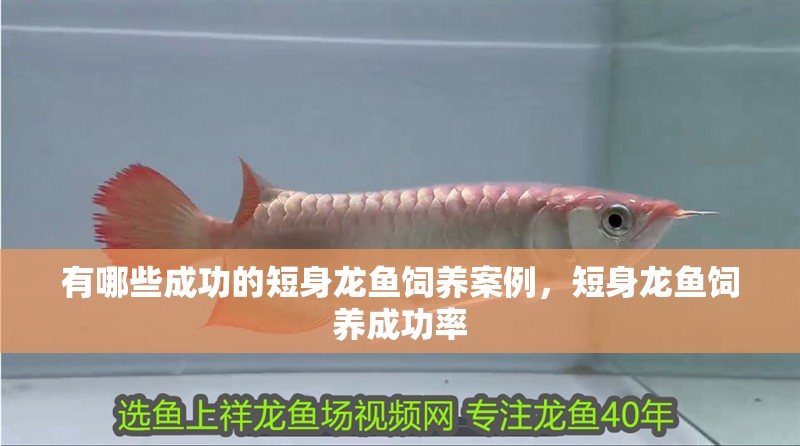 有哪些成功的短身龍魚飼養(yǎng)案例，短身龍魚飼養(yǎng)成功率