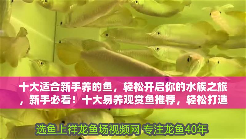 十大適合新手養的魚，輕松開啟你的水族之旅，新手必看！十大易養觀賞魚推薦，輕松打造你的第一缸