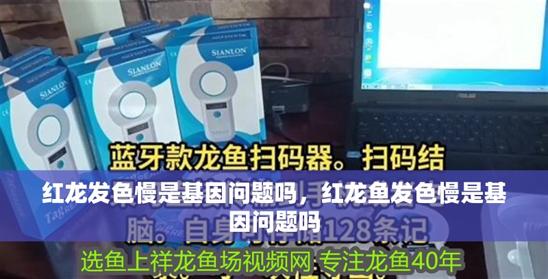 紅龍發色慢是基因問題嗎，紅龍魚發色慢是基因問題嗎