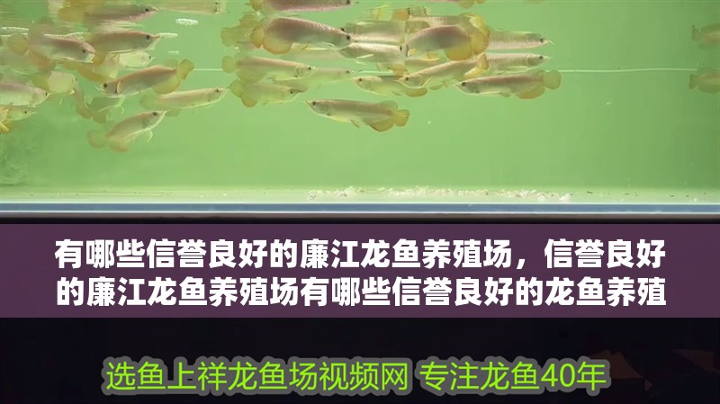 有哪些信譽良好的廉江龍魚養殖場，信譽良好的廉江龍魚養殖場有哪些信譽良好的龍魚養殖場