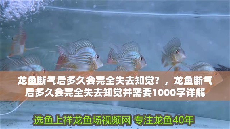 龍魚斷氣后多久會完全失去知覺？，龍魚斷氣后多久會完全失去知覺并需要1000字詳解