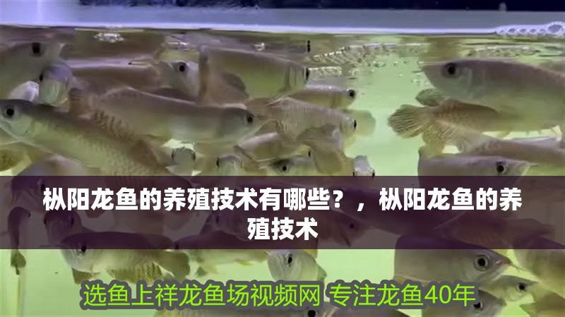 樅陽龍魚的養殖技術有哪些？，樅陽龍魚的養殖技術