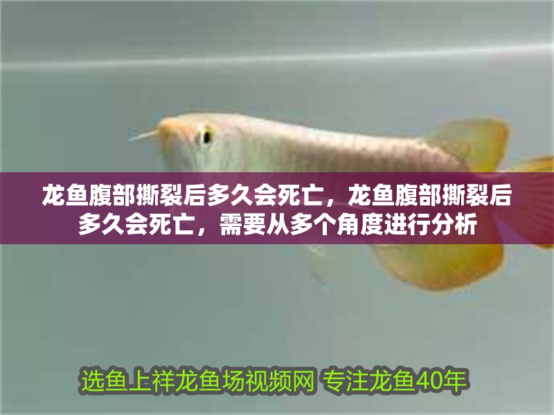 龍魚腹部撕裂后多久會死亡，龍魚腹部撕裂后多久會死亡，需要從多個角度進行分析
